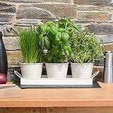 Set of 3 Metal Herb Plant Pots with Drip Tray by CKB Ltd - Traditional Indoor Windowsill Coloured Planter Box for The Kitchen Grow Your Own Herbs for Cooking (Chalk White)