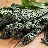 Viridis Hortus - Nero Di Toscana Borecole Curly Kale 2,250 (7.5g's) Vegetable Seeds