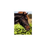 32172 Standard Leather Bridle for Warm-Blooded Horses Black