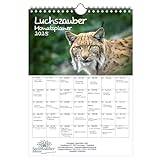 Luchszauber Planner, DIN A4 Calendar for 2025, Lynx, Gift Set, Contents: 1 x Calendar, 1 x Christmas Pendant, 1 x Greeting Tag (3 Pieces)