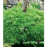 ZIXIUK Seeds- Rare Groundcover Bamboo Pot Evergreen, Dwarf Bamboo Tree Seed Ornamental Grass Seeds, Easy Grow Hardy Perennial for Bedding on Balcony/Patio (30)
