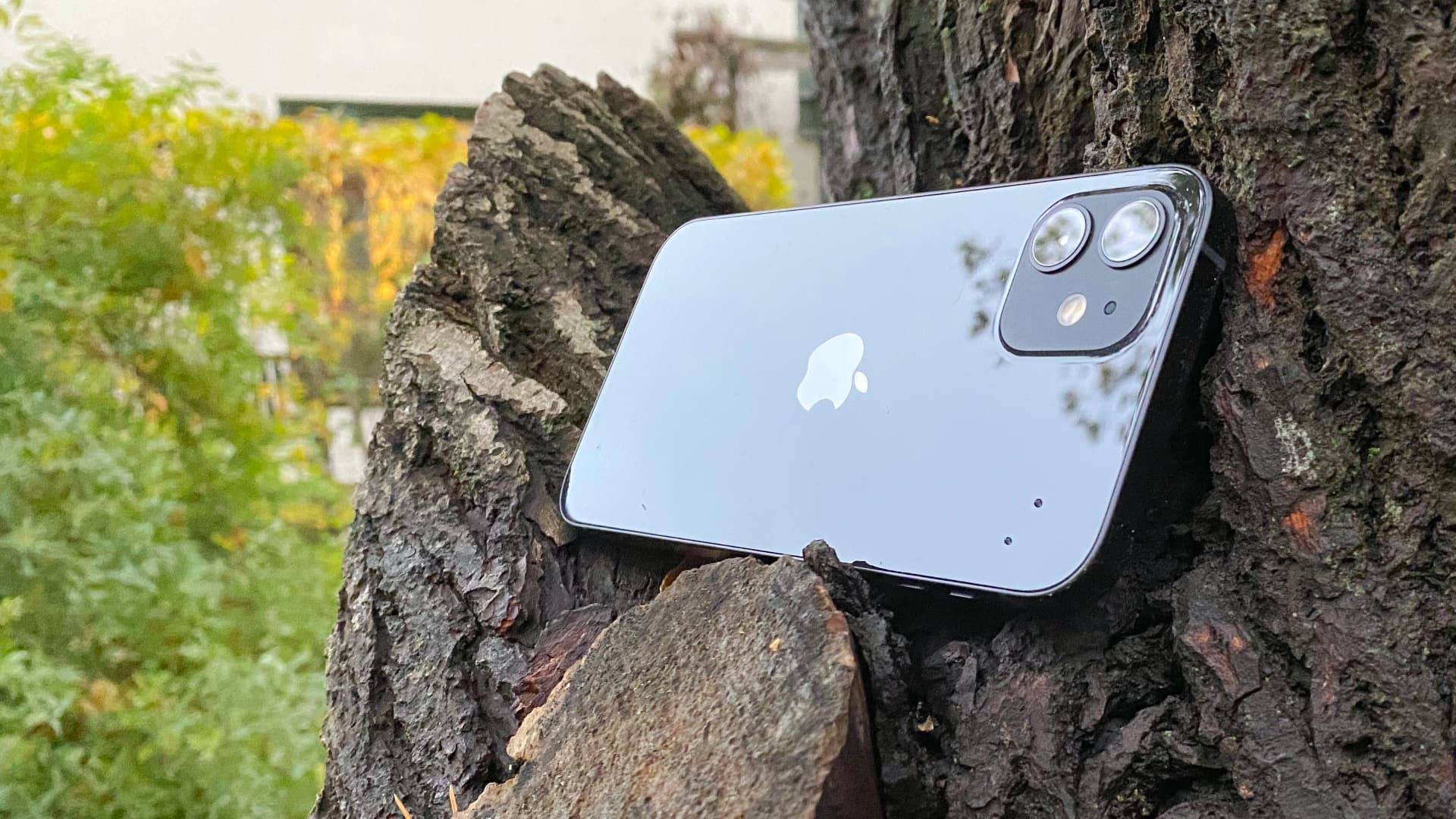 Apple Iphone 12, black, back, in tree
