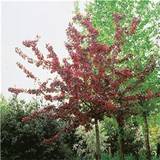 Trees & Shrubs Malus Royalty Hybrida 80-90cm