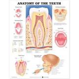 Anatomy of the Teeth