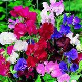 Seeds Suttons Sweet Pea Seeds - Spencer Special Mix 35 Seeds Pack