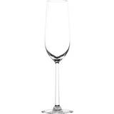 Lucaris Shanghai Soul Champagne Glass 25cl 6pcs