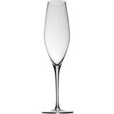 Rosenthal Champagne Glasses Rosenthal Fuga Champagne Glass 25cl
