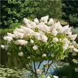 Trees & Shrubs Hydrangea Paniculata