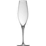 Rosenthal Champagne Glasses Rosenthal Fuga Champagne Glass 32cl