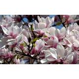 Trees & Shrubs Tulip Tree - Magnolia x soulangiana