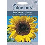 March Flower Seeds Johnson's Sunflower Giant Single Mixed 75 pack