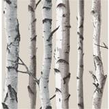 Fine Decor Birch Tree Wallpaper (FD31051)