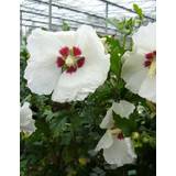 Plants on sale Hibiscus syriacus 'Red Heart'