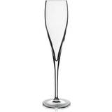 Without Handles Champagne Glasses Luigi Bormioli Vinoteque Perlage Champagne Glass 17.5cl
