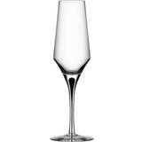 Orrefors Champagne Glasses Orrefors Metropol Champagne Glass 27cl