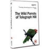 Wild Parrots Of Telegraph Hill The (DVD)