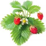 Fruit & Berry Seeds Click and Grow Smart Garden Strawberry Refill 3-pack