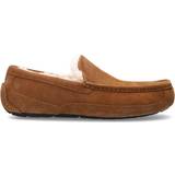 Low Shoes UGG Ascot - Chestnut