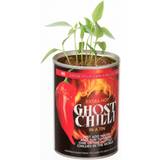 Funtime Grow Your Own Ghost Chilli