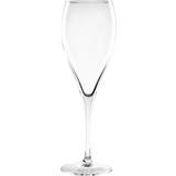 Olympia Champagne Glasses Olympia Cocktail Champagne Glass 17cl 12pcs