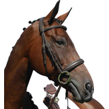 Bridles & Accessories on sale Collegiate Syntovia+ Padded Raised Cavesson Bridle