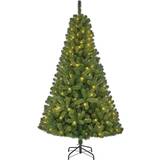With Lighting Christmas Trees Black Box S7903790 Christmas Tree 185cm