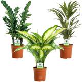 Potted Plants Very Indoor Plant Mix 3 Plants
