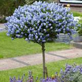 March Pots, Plants & Cultivation You Garden Hardy Ceanothus Standard Californian Lilac