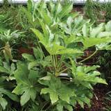 Planters Accessories on sale Very Fatsia Japonica 60Cm Potted
