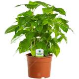 Whole Bean Coffee Very Arabica 1 Plant Live Plant Tree