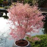 Trees & Shrubs Very YouGarden Acer Palmatum 'Taylor'