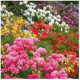 Potted Plants Gardeners Dream Rhododendrons Bushy Shrubs Colourful