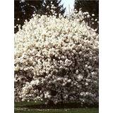 Trees & Shrubs on sale Very Magnolia Stellata
