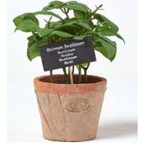 Clay Decorative Items Homescapes Basil Artificial Plant