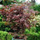 Trees & Shrubs Acer You Garden Potted Palmatum Atropurpureum