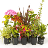 Pots, Plants & Cultivation on sale Gardeners Dream 5 Mixed Shrubs