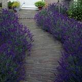 Trees & Shrubs Very Yougarden English Lavender Hidcote Hedging Pack