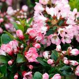 Canned Food on sale Very GardenersDream Escallonia Apple Blossom Incl.