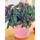 Very Gynura Purple Passion Velvet Plant