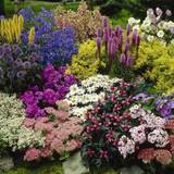 Flower Seeds on sale YouGarden Lucky Dip Perennial 12 Plant Collection