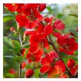 Potted Plants on sale Very Chaenomeles Sup. 'Orange Trail' 2L