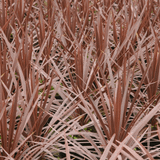 Photo Albums on sale Very Cordyline Australis Torbay Red