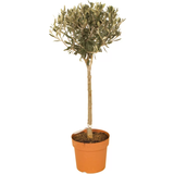 Potted Plants You Garden Pair of Olive Trees