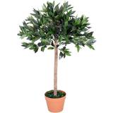 Plants OutSunny Olive Tree 90cm