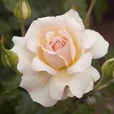 Summer Flowers Very 'Chandos Beauty' 3L Potted Rose Plant