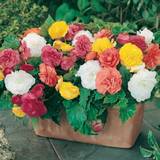 Perennials Very Begonia Non Stop X 10 Tubers