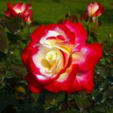 Pots Very You Garden Rose 'Double Delight' 3L