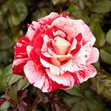 Plants on sale You Garden Rose 'Raspberry Ripple' Papageno