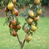You Garden Duo Fruit Pear Root Tree