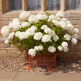 Potted Plants You Garden Hydrangea Incrediball 3L